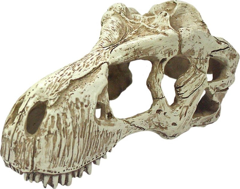 Komodo T Rex Skull Lg Natural
