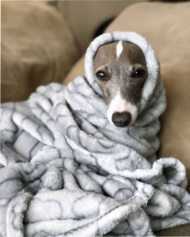 Spot Snuggler Blanket