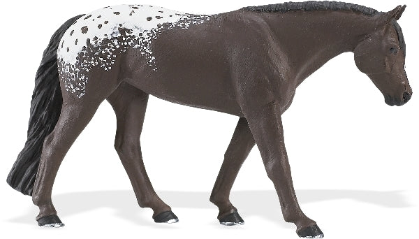 Appaloosa Mare