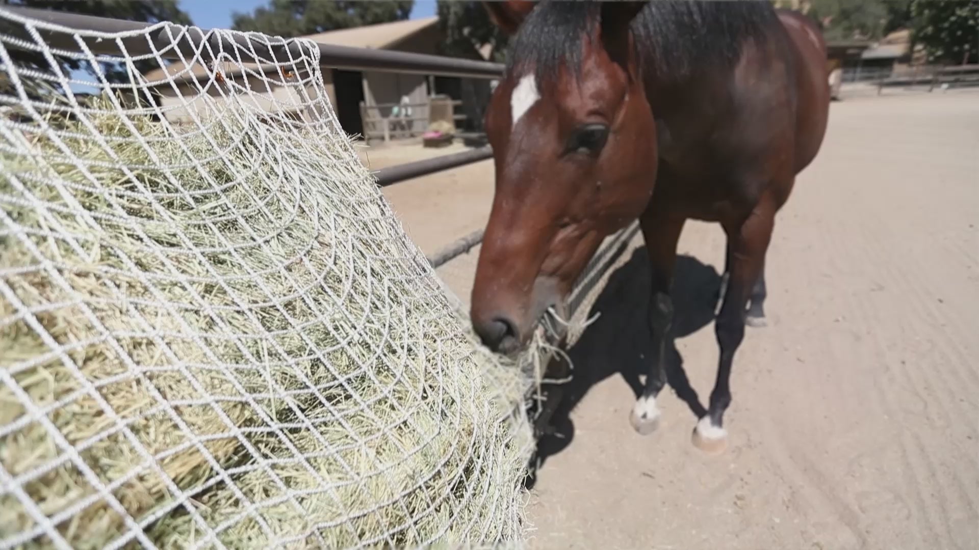 Freedom Feeder Day Net Slow Feed Hay Net